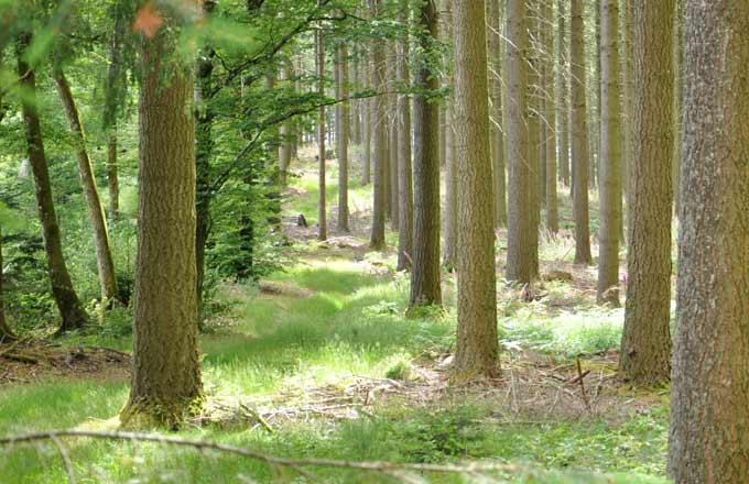 Sélection des arbres 1